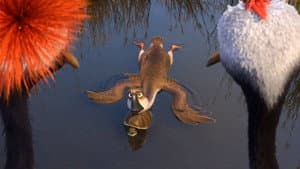 Pato, pato, ganso — foto 8