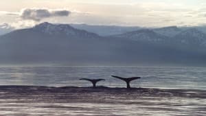 A Life Among Whales — foto 1