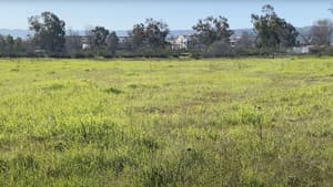 Madrona Marsh — foto 1