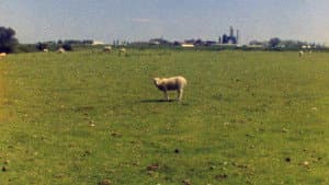 Vertical Shapes in a Horizontal Landscape — foto 1