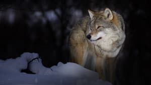 Wild Lapland — foto 2