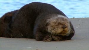Threatened: The Controversial Struggle of the Southern Sea Otter — foto 2