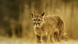 Man Vs. Puma — foto 1