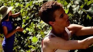 I giorni della vendemmia — foto 1