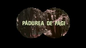 Pădurea de fagi — foto 1