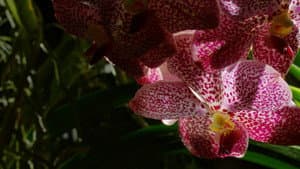 Kingdom of Plants — foto 1