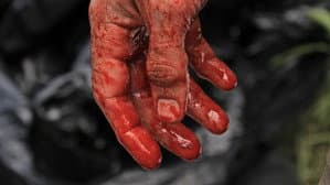 Terror en el bosque — foto 3