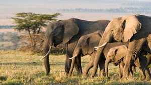 Elefante — foto 6
