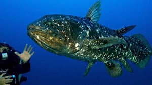 Diving With The Dinosaur Fish — foto 1