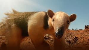 South America's Weirdest Animals — foto 1