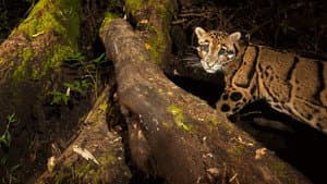 India's Wild Leopards — foto 4