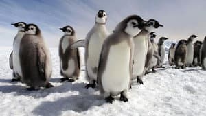 Penguins: Spy in the Huddle — foto 2