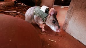 Räumkommando Riesenratte - Spürnasen auf Minensuche — foto 1