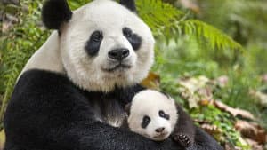 Nacidos en China — foto 2