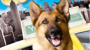 Cool Dog — foto 4