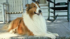 Lassie — foto 6