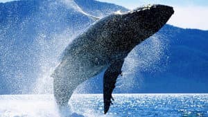 Whales: An Unforgettable Journey — foto 1