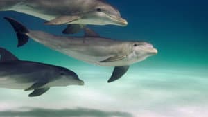 Delfines