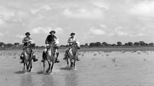 Crin blanc: Le cheval sauvage — foto 9