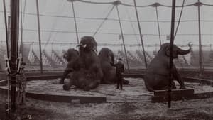 La Tragique Histoire de Fritz l'éléphant — foto 7