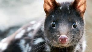 Quoll Farm — foto 3