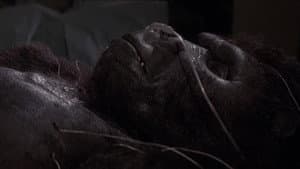 King Kong Vive — foto 12