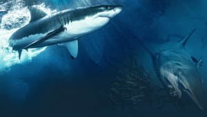 Shark — foto 2