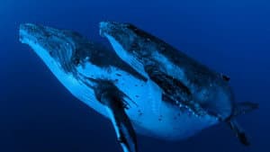 Whale Wisdom — foto 1