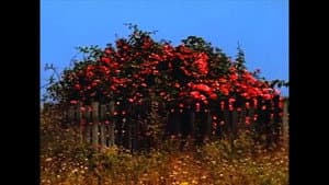 Sem TÍtulo #9: Nem Todas as Flores da Falta — foto 1