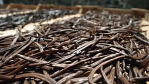 On va déguster : La vanille, l'or noir des saveurs — foto 1