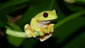 Fabulous Frogs — foto 1