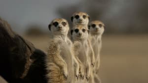 La vida secreta de los animales — foto 1