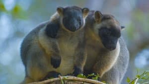 Tree Kangaroos: Ghosts of the Forest — foto 4