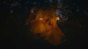 Dreaming Dogs — foto 1