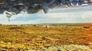 Tuktuit: Caribou — foto 3