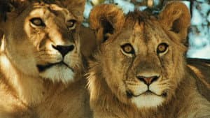 Lions Rule — foto 5