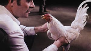 Supercock — foto 2