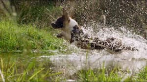 The Secret Life of Dogs — foto 1