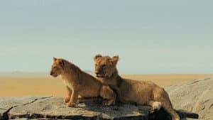 Lions Rule — foto 3