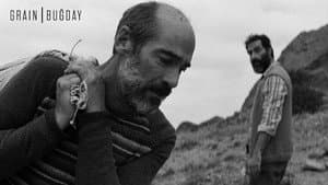 Buğday — foto 3