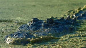 13 dias en el lago de la muerte — foto 3