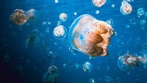 Deep Sea Killers — foto 5