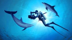 Nadando con Delfines — foto 2