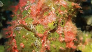 Incredible Fish — foto 1