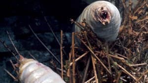 Doctor Who: The Green Death — foto 3