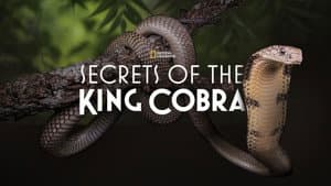 Secrets of the King Cobra — foto 3