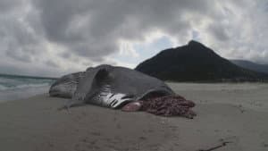 Megalodon: The Monster Shark Lives — foto 1