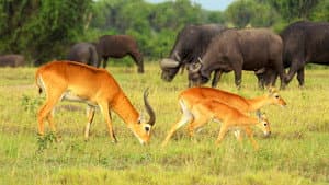 Uganda Salvaje (Wild Uganda) — foto 4