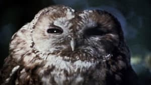 The Owl Service — foto 4