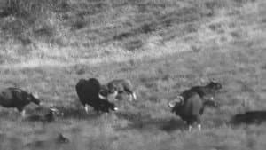 Horned Game - Wild — foto 1